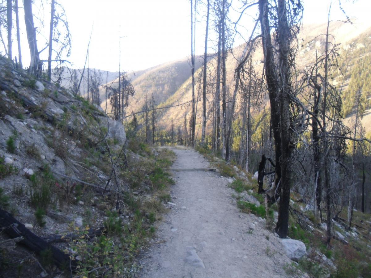 A narrow dirt trail winds through a landscape featuring blackened tree stumps and sparse greenery, set against a backdrop of mountains. The scene captures a mix of recovering vegetation and signs of past fire damage, with sunlight illuminating the distant hills. Silver And Basin Lakes Trail mountain bike trail.