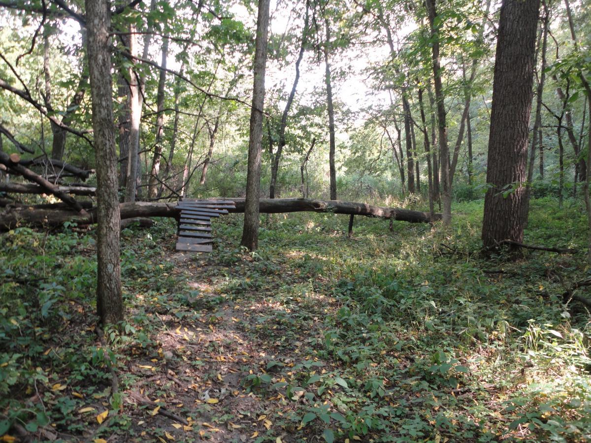 A serene forest scene featuring a wooded area with tall trees and a fallen log crossing a trail. A makeshift wooden step bridge leads over the log, surrounded by vibrant green foliage and scattered fallen leaves. Soft sunlight filters through the trees, creating a peaceful atmosphere. Palisades Park mountain bike trail.