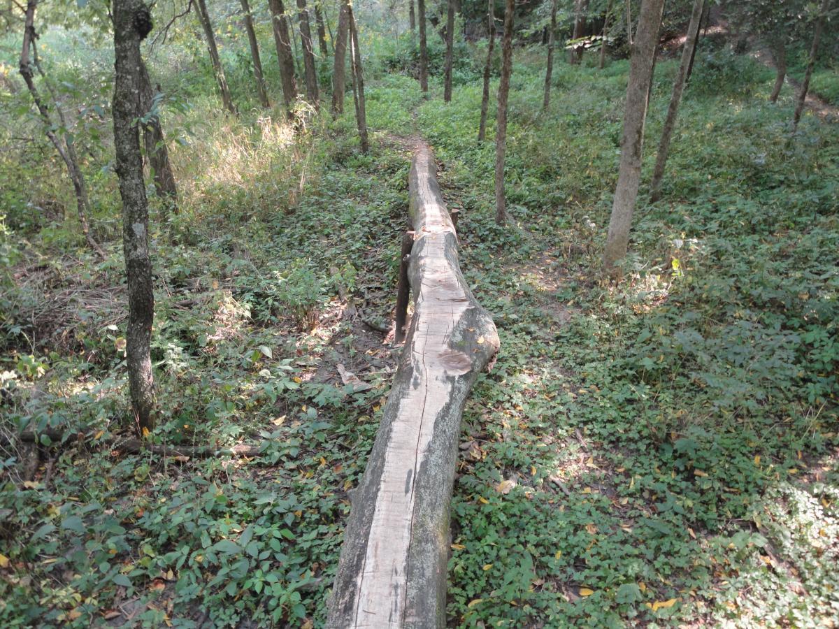 A long, cut log lies on a forest floor surrounded by greenery, including small plants and trees. The soft sunlight filters through the leaves, creating a serene and natural atmosphere in the woods. Palisades Park mountain bike trail.