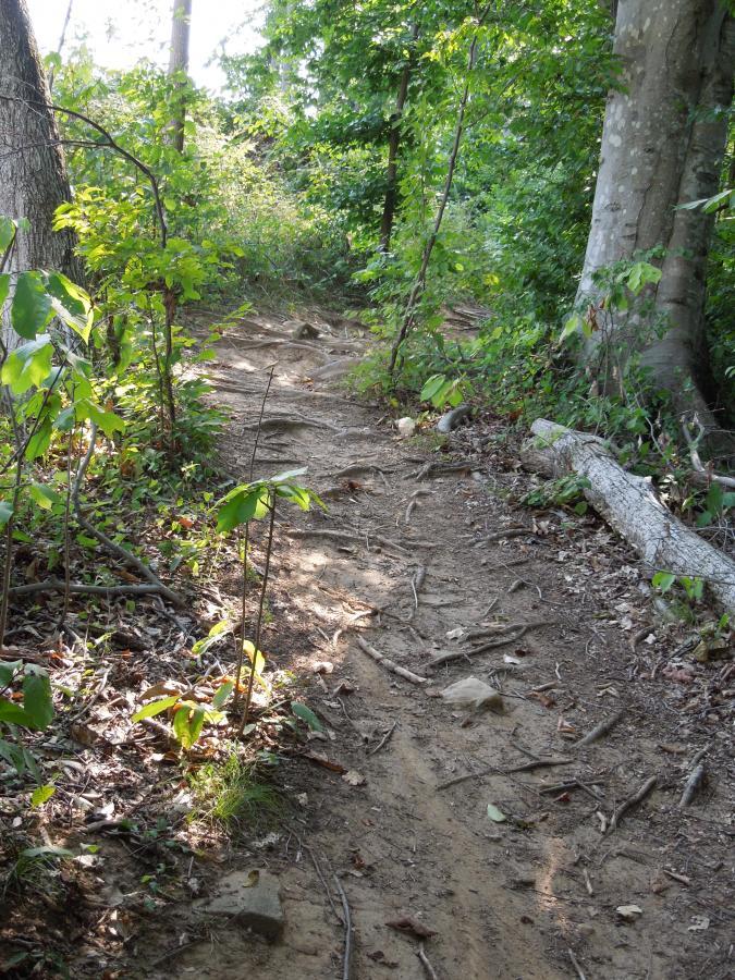 A dirt trail winding through a lush green forest, surrounded by trees and underbrush. The path is uneven and rocky, with sunlight filtering through the leaves, creating a serene natural setting. Rappahanock River Trail mountain bike trail.