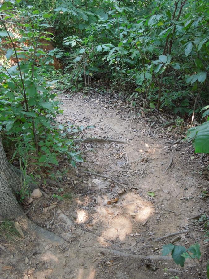 A narrow dirt path surrounded by lush green foliage and small shrubs, leading through a woodland area. Sunlight dapples the ground, highlighting the texture of the path, which is slightly worn with visible roots and debris. Rappahanock River Trail mountain bike trail.