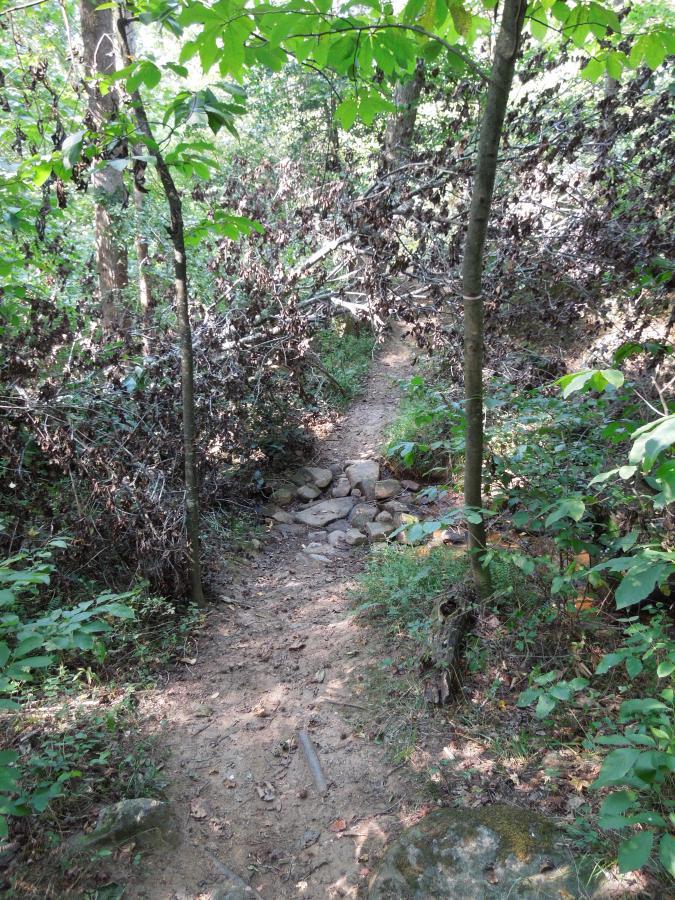 A narrow, winding dirt path surrounded by dense green foliage, leading through a forest. The trail has a rocky section in the middle and is flanked by trees and underbrush, with sunlight filtering through the leaves above. Rappahanock River Trail mountain bike trail.