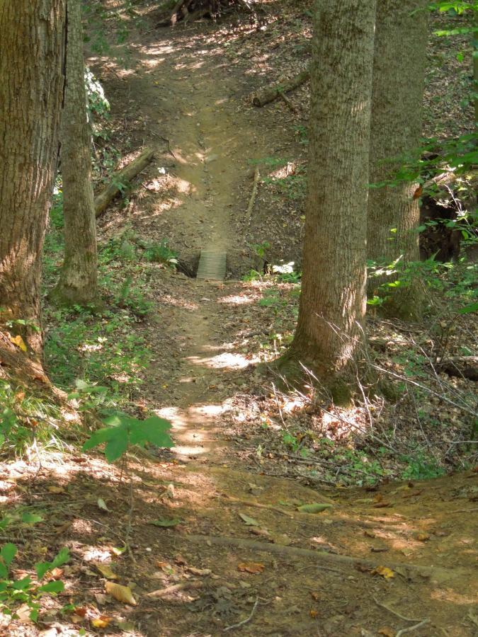 A narrow dirt trail winds through a wooded area, flanked by tall trees. The path gently slopes downward, leading to a small wooden bridge crossing a depression. Sunlight filters through the leaves, illuminating the surrounding greenery and fallen leaves scattered on the ground. Rappahanock River Trail mountain bike trail.
