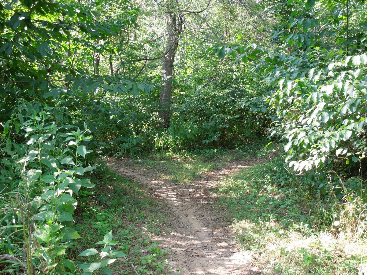 A forest path diverging in two directions, surrounded by thick greenery and trees. Sunlight filters through the leaves, illuminating the trail, which is primarily dirt and edged with small plants and foliage. Rappahanock River Trail mountain bike trail.