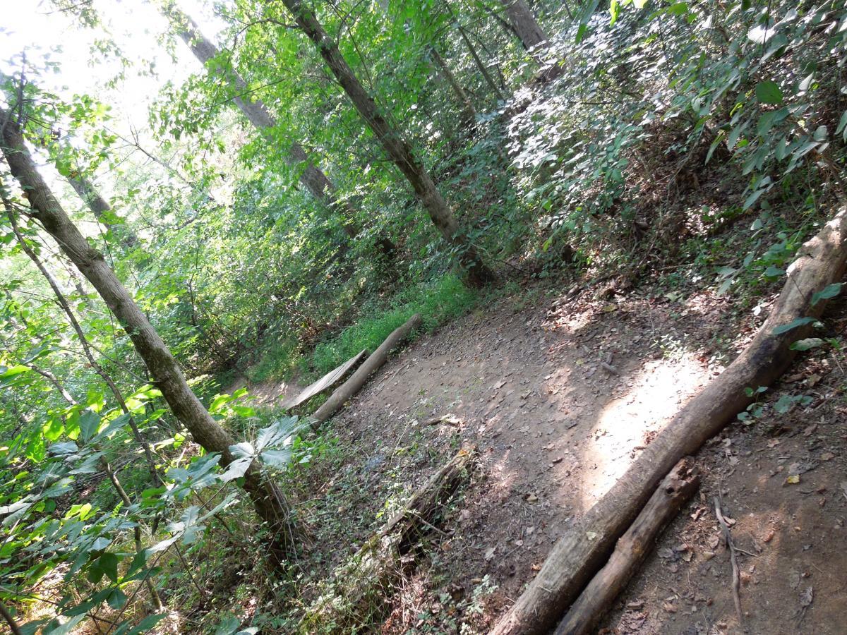 A winding dirt trail in a lush green forest, surrounded by tall trees and dense underbrush. Sunlight filters through the leaves, creating a tranquil atmosphere. Fallen logs are visible along the path, enhancing the natural setting. Rappahanock River Trail mountain bike trail.