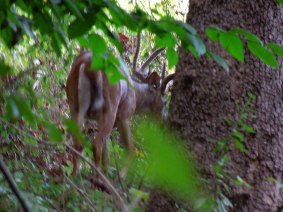 A deer with antlers standing partially obscured by trees and foliage in a natural wooded environment. Wakefield mountain bike trail.