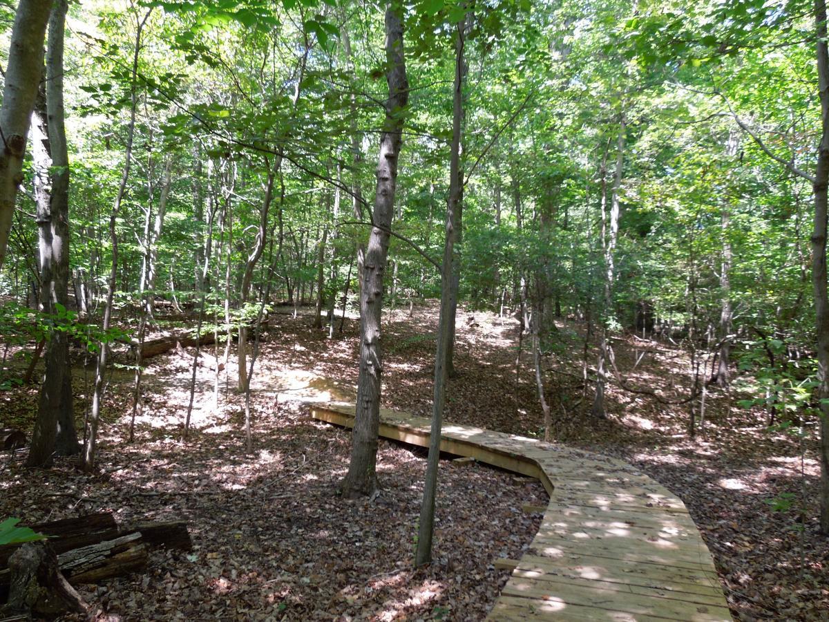 A winding wooden walkway traverses a serene forest, surrounded by tall trees and patches of sunlight filtering through the leaves. The ground is covered with fallen leaves, and the atmosphere is peaceful and lush, showcasing the beauty of nature. Meadowood mountain bike trail.