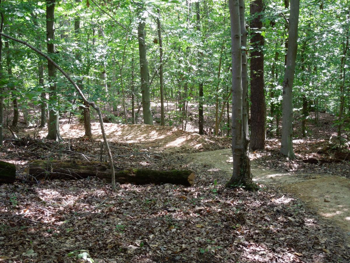A forested area featuring a dirt path winding between trees, with scattered leaves on the ground. Sunlight filters through the foliage, illuminating the natural scenery. Meadowood mountain bike trail.
