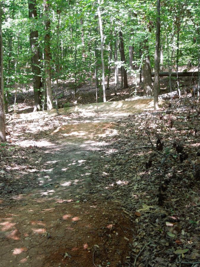A winding dirt path through a lush green forest, surrounded by tall trees and scattered leaves on the ground, with dappled sunlight filtering through the foliage. Meadowood mountain bike trail.