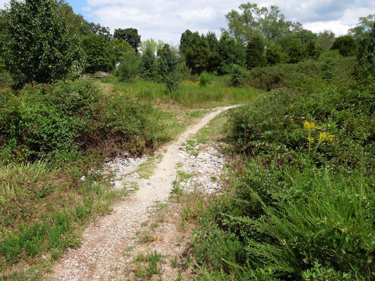 A winding dirt path surrounded by lush greenery and shrubs, leading through a natural landscape under a partly cloudy sky. Laurel Hill Park mountain bike trail.