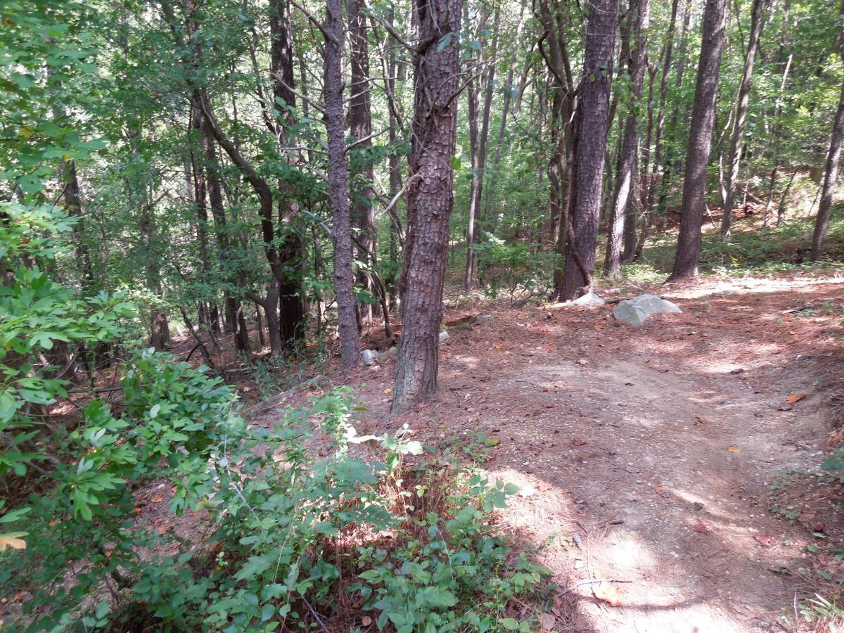 A wooded trail winding through a forest, surrounded by tall trees and greenery. The forest floor is covered with pine needles and small bushes, with a few rocks scattered along the path. The scene is bright and inviting, suggesting a tranquil outdoor setting. Laurel Hill Park mountain bike trail.