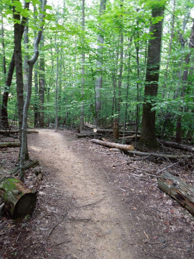 A dirt path winding through a dense green forest, lined with trees and scattered logs. The path is surrounded by lush foliage, creating a serene and natural atmosphere. Fountainhead Regional Park mountain bike trail.