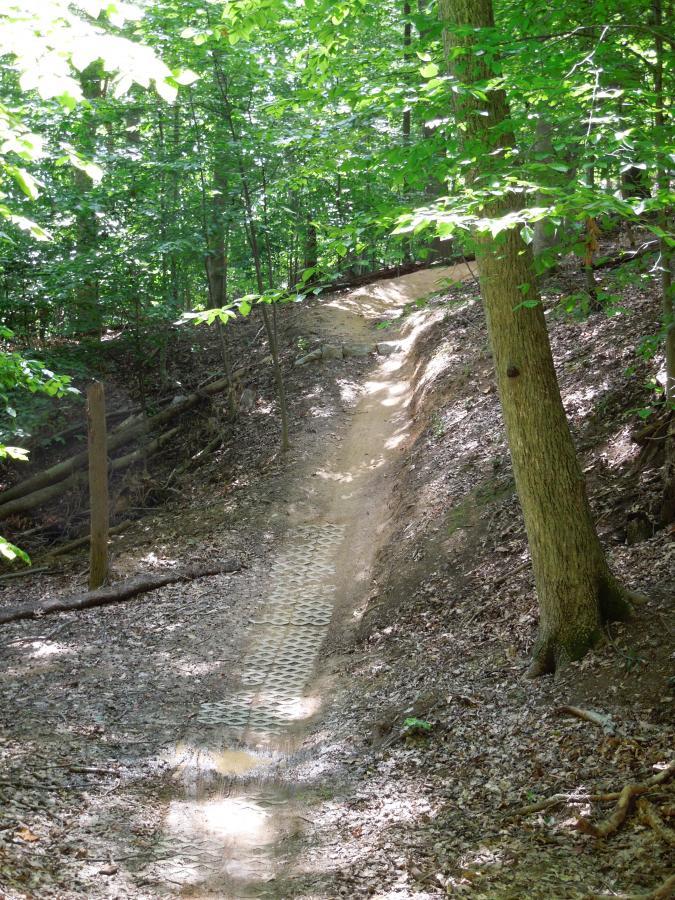 A dirt trail winding through a lush green forest, with sunlight filtering through the leaves. The path has a textured section leading downhill, bordered by trees on either side. Fountainhead Regional Park mountain bike trail.