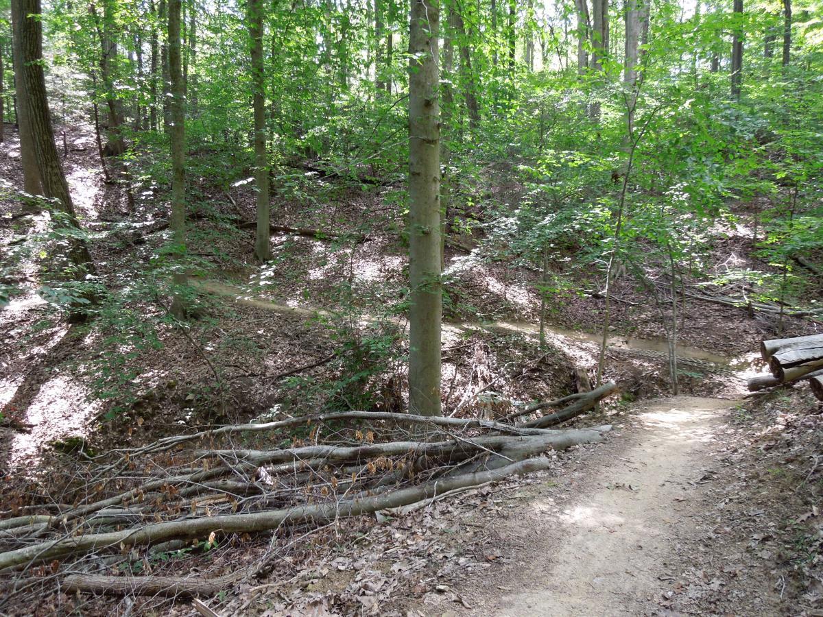 A serene forest scene featuring a winding dirt path surrounded by lush green trees and underbrush. Sunlight filters through the leaves, creating dappled light on the forest floor, which is covered in fallen leaves and small branches. A small stream is visible in the background, enhancing the tranquil atmosphere of the wooded area. Fountainhead Regional Park mountain bike trail.