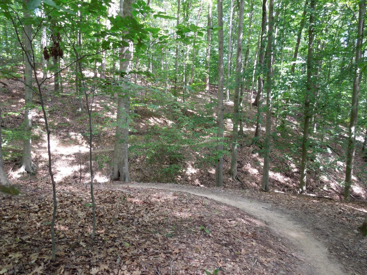 A winding dirt path through a lush, green forest, surrounded by tall trees and dappled sunlight. The ground is covered with a mix of leaves and soil, leading up a gentle slope on the right. The scene evokes a peaceful, natural environment ideal for hiking or exploring. Fountainhead Regional Park mountain bike trail.