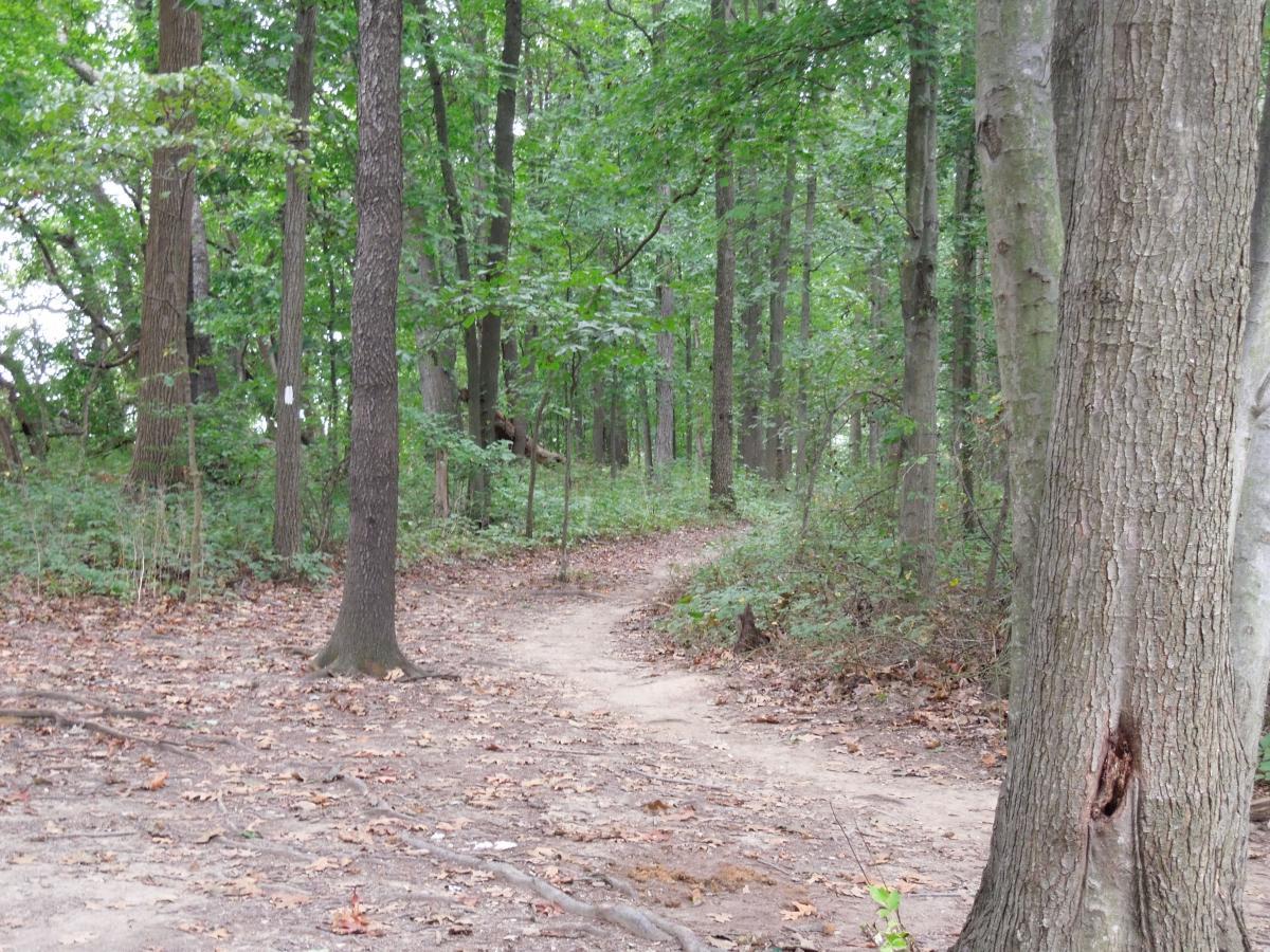 A winding dirt path through a lush green forest, surrounded by tall trees and underbrush with fallen leaves scattered on the ground. Schaeffer Farms mountain bike trail.