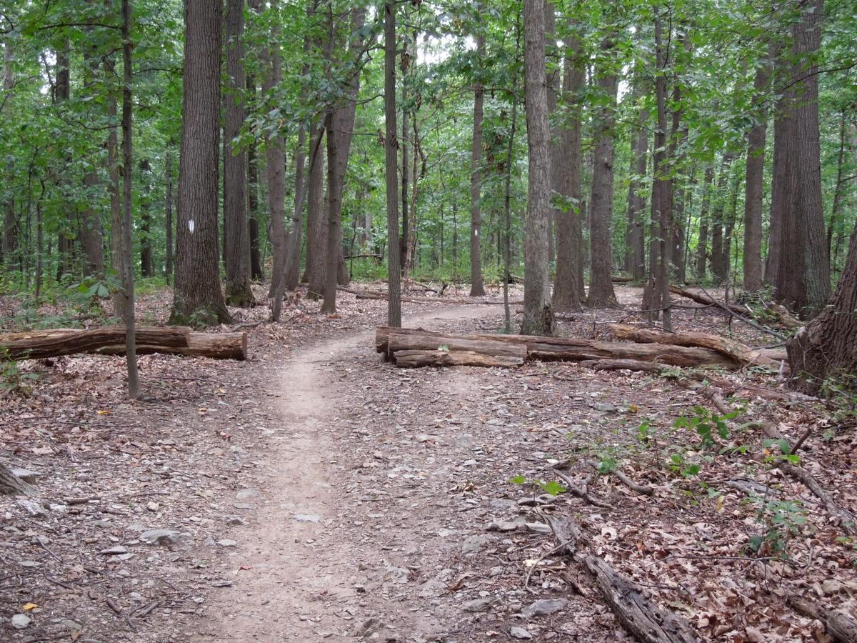 A winding dirt path through a forest, flanked by tall trees and scattered fallen logs. The ground is covered with leaves and small stones, and the dense greenery suggests a tranquil natural environment. Schaeffer Farms mountain bike trail.