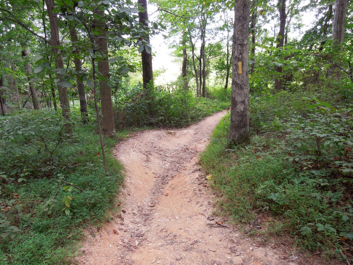 A winding dirt path through a lush green forest, with trees on either side and a fork in the trail. Sunlight filters through the leaves, illuminating a clearing in the distance. Schaeffer Farms mountain bike trail.