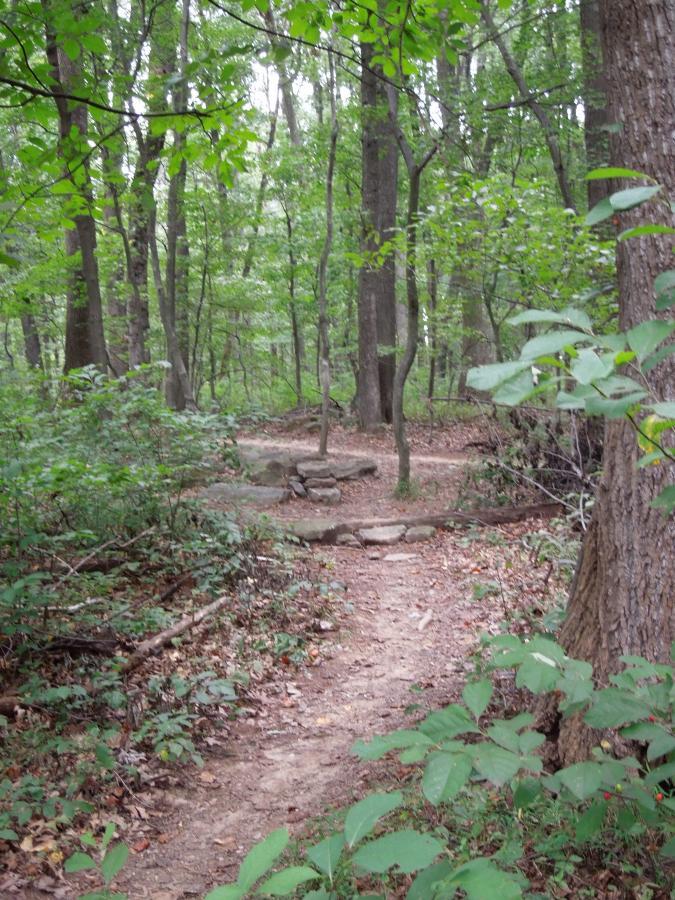 A winding dirt path nestled among tall trees and lush green foliage in a serene forest. The trail is bordered by rocks and scattered leaves, inviting exploration of the tranquil woodland setting. Schaeffer Farms mountain bike trail.