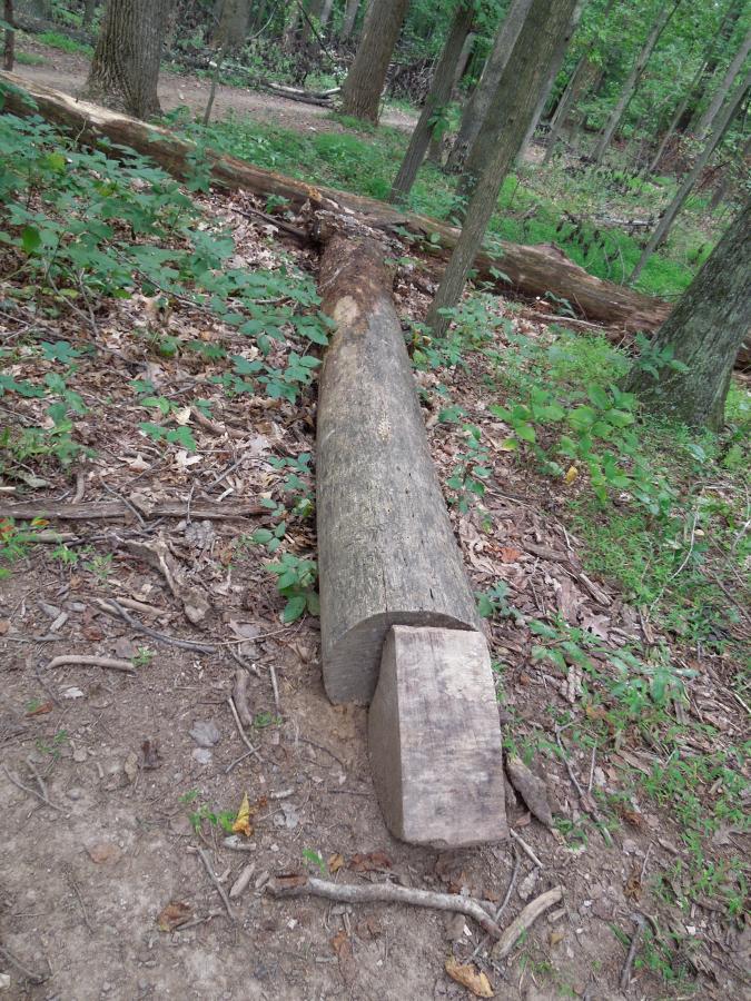 A fallen tree trunk, partially cut, lies on the forest floor surrounded by green foliage and scattered leaves. In the background, tall trees create a natural setting typical of a wooded area. Schaeffer Farms mountain bike trail.
