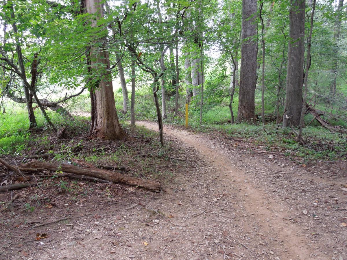 A winding dirt path through a forest, flanked by tall trees and lush greenery. The scene captures the natural beauty and tranquility of the outdoors, with dappled sunlight filtering through the leaves. Schaeffer Farms mountain bike trail.