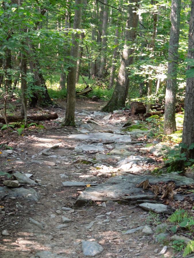 A rocky hiking trail winding through a dense forest, surrounded by tall trees and lush greenery. Sunlight filters through the leaves, illuminating parts of the path covered in stones and earth. Lake Fairfax mountain bike trail.