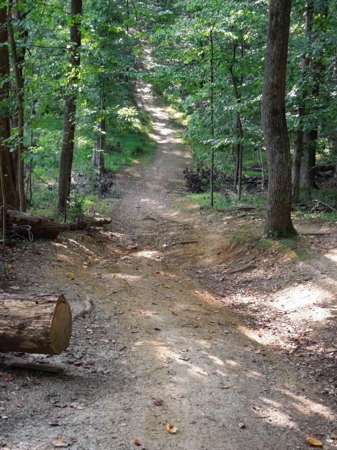 A dirt path winding through a lush green forest, surrounded by tall trees. Sunlight filters through the leaves, casting dappled shadows on the ground. A fallen log lies to the left of the path, with scattered leaves and natural debris along the trail. Colvin Run Trail mountain bike trail.