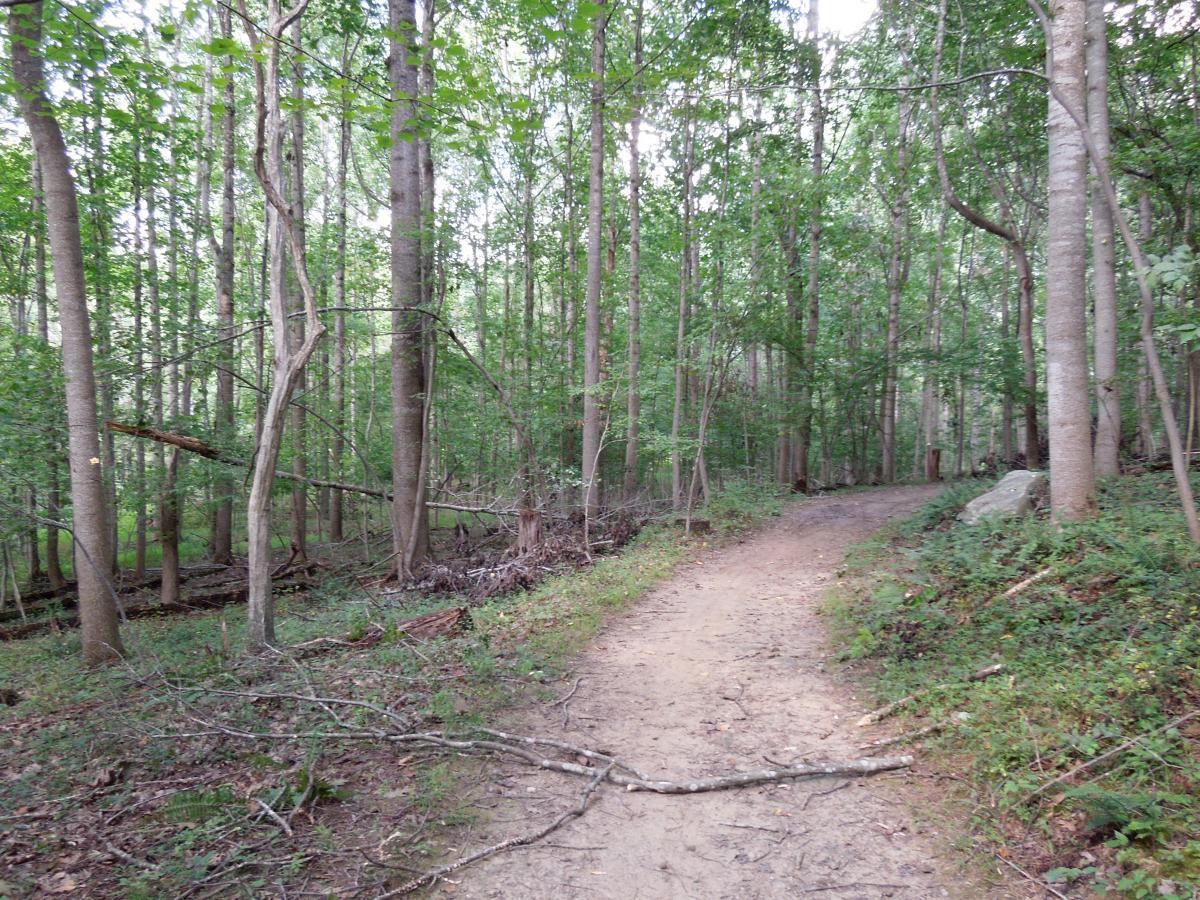 A winding dirt path through a lush green forest, surrounded by tall trees and dense foliage. The path is lined with scattered twigs and branches, leading to a fork where the trail diverges. Natural light filters through the leaves, creating a serene and peaceful atmosphere. Colvin Run Trail mountain bike trail.