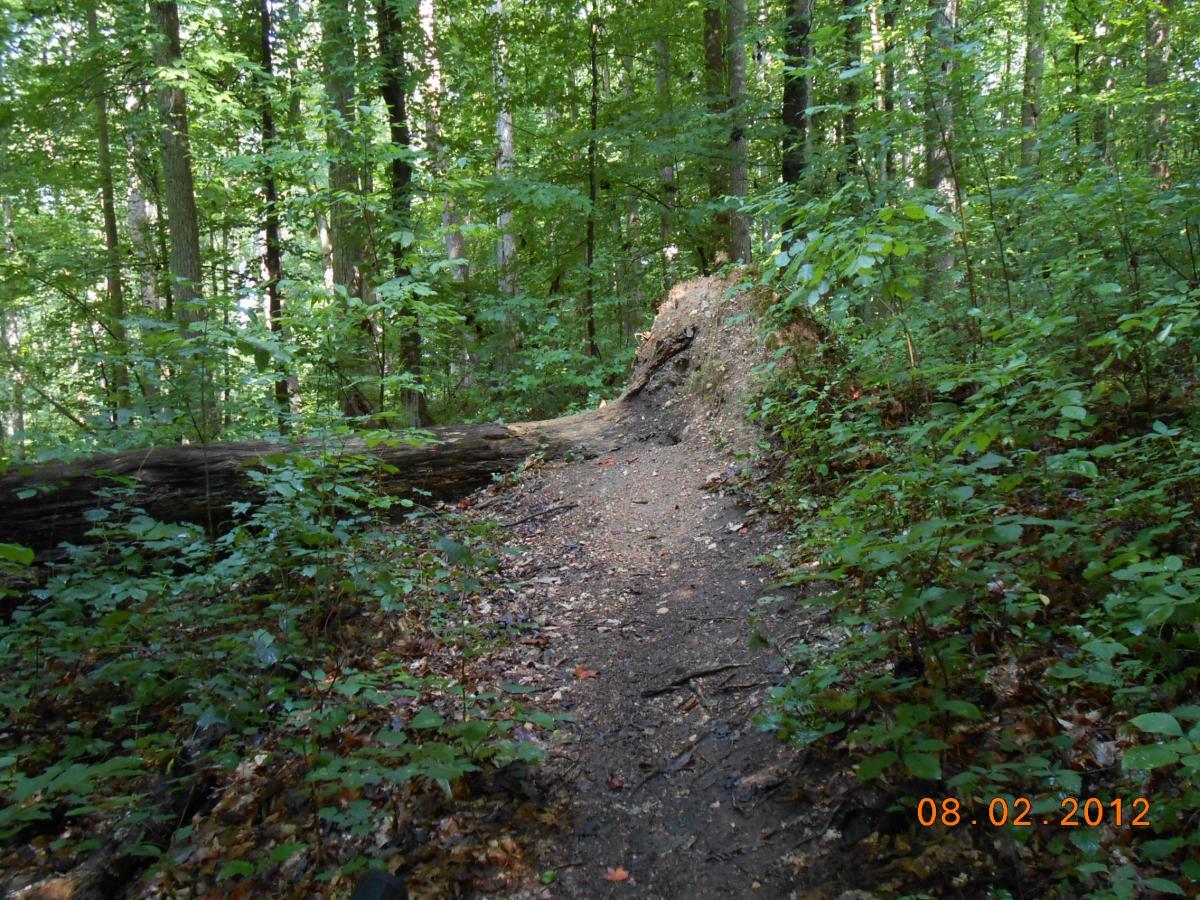 A narrow dirt path winding through a lush green forest, surrounded by tall trees and dense undergrowth. A large fallen log lies to the side of the trail, with scattered leaves and small plants dotting the area. The scene is bright and vibrant, depicting a serene natural environment. A date is stamped in the lower right corner. Rappahanock River Trail mountain bike trail.
