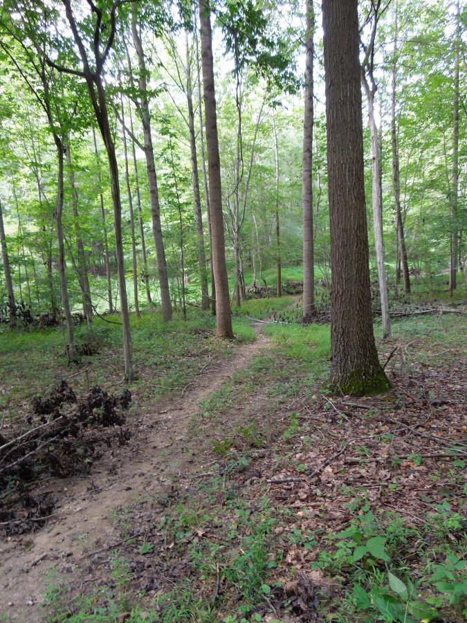 A winding path through a lush green forest, surrounded by tall trees and undergrowth. Sunlight filters through the leaves, creating a serene and tranquil atmosphere. Colvin Run Trail mountain bike trail.