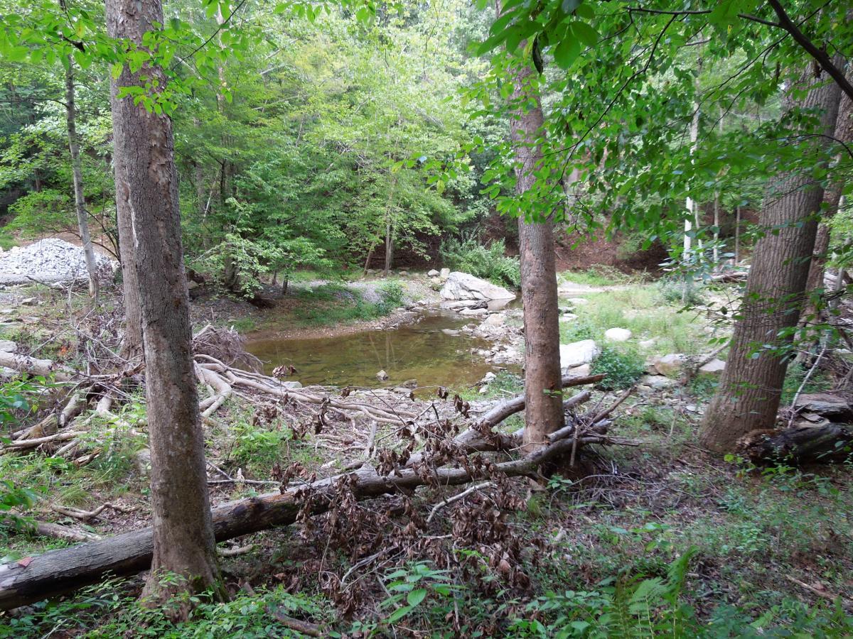 A serene forest scene featuring a small, tranquil pond surrounded by green foliage and trees. Fallen branches and rocks are scattered along the water's edge, with the gentle sounds of nature in the background. Sunlight filters through the leaves, creating a peaceful atmosphere. Colvin Run Trail mountain bike trail.