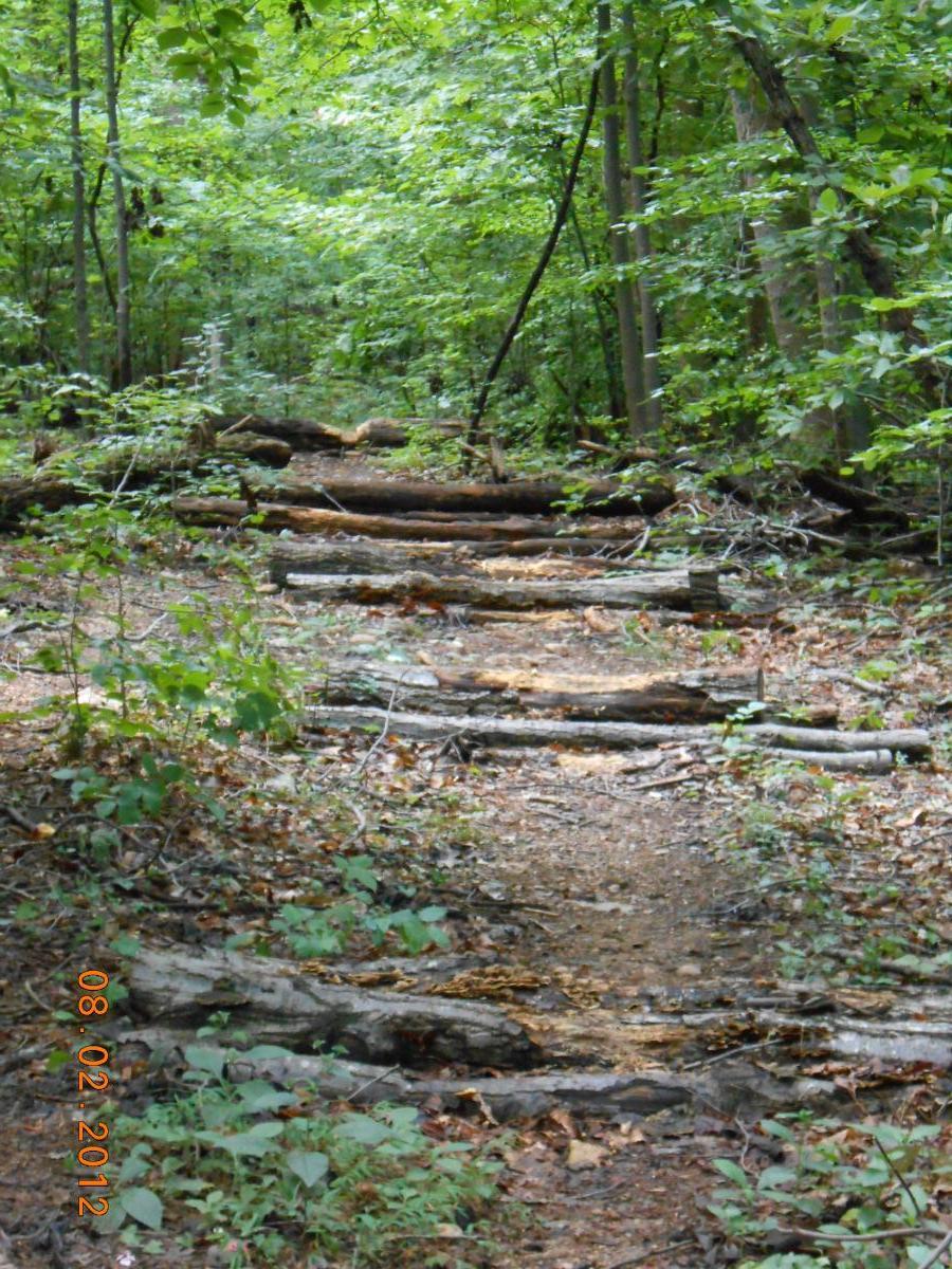 A narrow trail winding through a lush green forest, bordered by trees and overgrown plants. The ground is covered with fallen leaves and scattered logs, creating a natural, rustic path. Sunlight filters through the dense canopy above, illuminating the serene atmosphere. Rappahanock River Trail mountain bike trail.