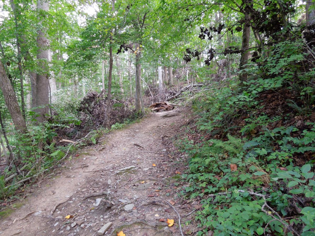 A narrow, winding trail through a dense, green forest, surrounded by tall trees and underbrush. The path is rocky and uneven, with scattered leaves and fallen branches along the edges. The scene conveys a sense of tranquility and natural beauty. Colvin Run Trail mountain bike trail.