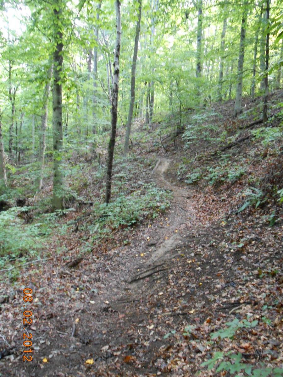 A winding dirt trail through a lush green forest, surrounded by trees with vibrant leaves. The path is slightly uneven and bordered by fallen leaves and sparse undergrowth. Sunlight filters through the canopy, creating a serene, natural atmosphere. Rappahanock River Trail mountain bike trail.