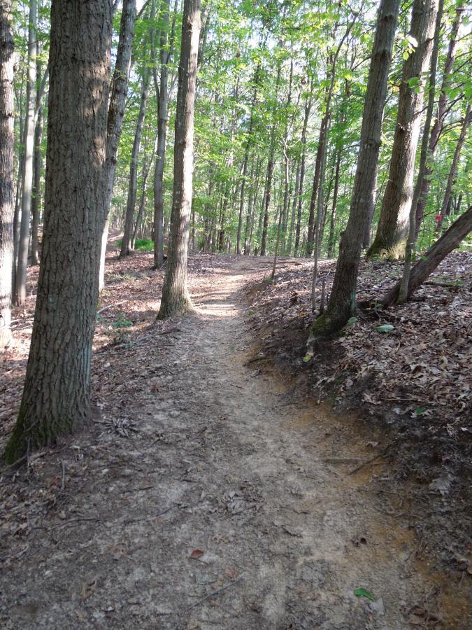 A narrow dirt path winding through a forest, flanked by tall trees with green leaves. Sunlight filters through the foliage, illuminating the trail and creating a peaceful natural setting. Quantico Trail mountain bike trail.