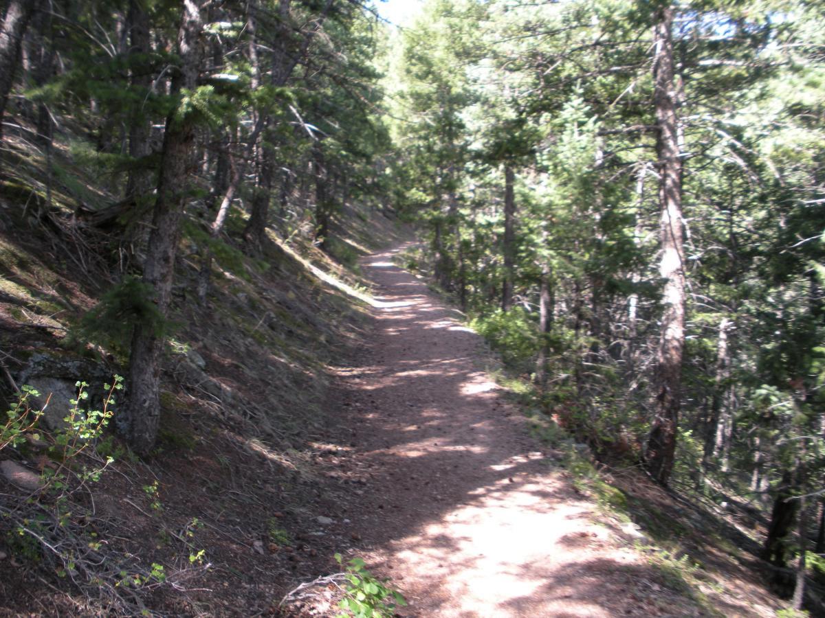 A dirt trail winding through a dense forest with tall green trees on either side, dappled sunlight filtering through the leaves. Rattlesnake Gulch mountain bike trail.
