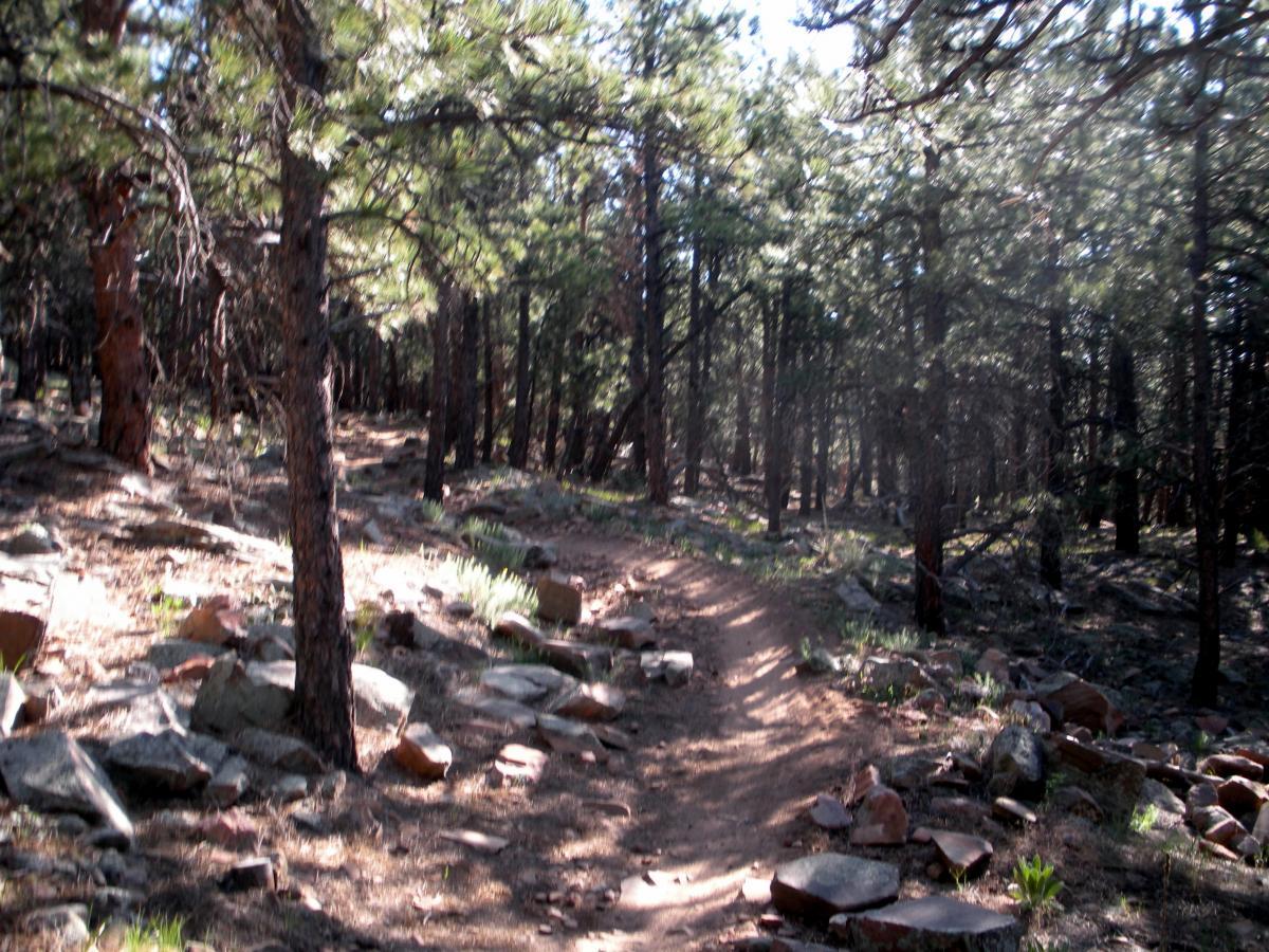 A winding dirt trail surrounded by tall pine trees and rocky terrain in a sunny forest setting. Heil Valley Ranch mountain bike trail.