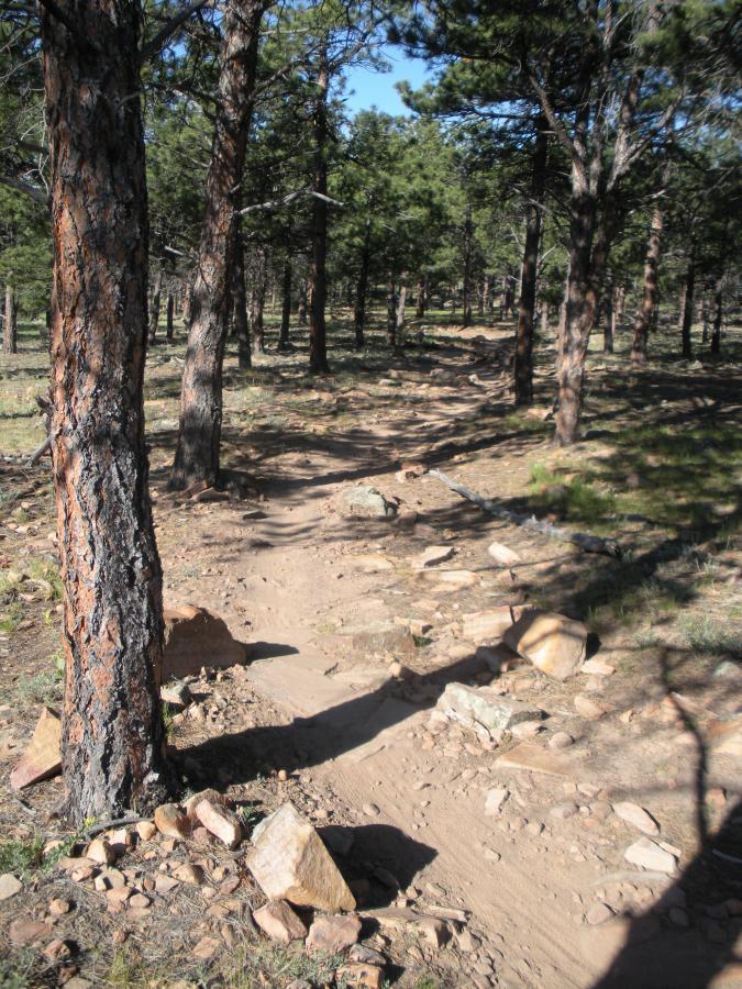 A dirt trail winding through a forest, surrounded by tall pine trees and scattered rocks. Sunlight filters through the foliage, illuminating the path that appears slightly worn and natural. Heil Valley Ranch mountain bike trail.