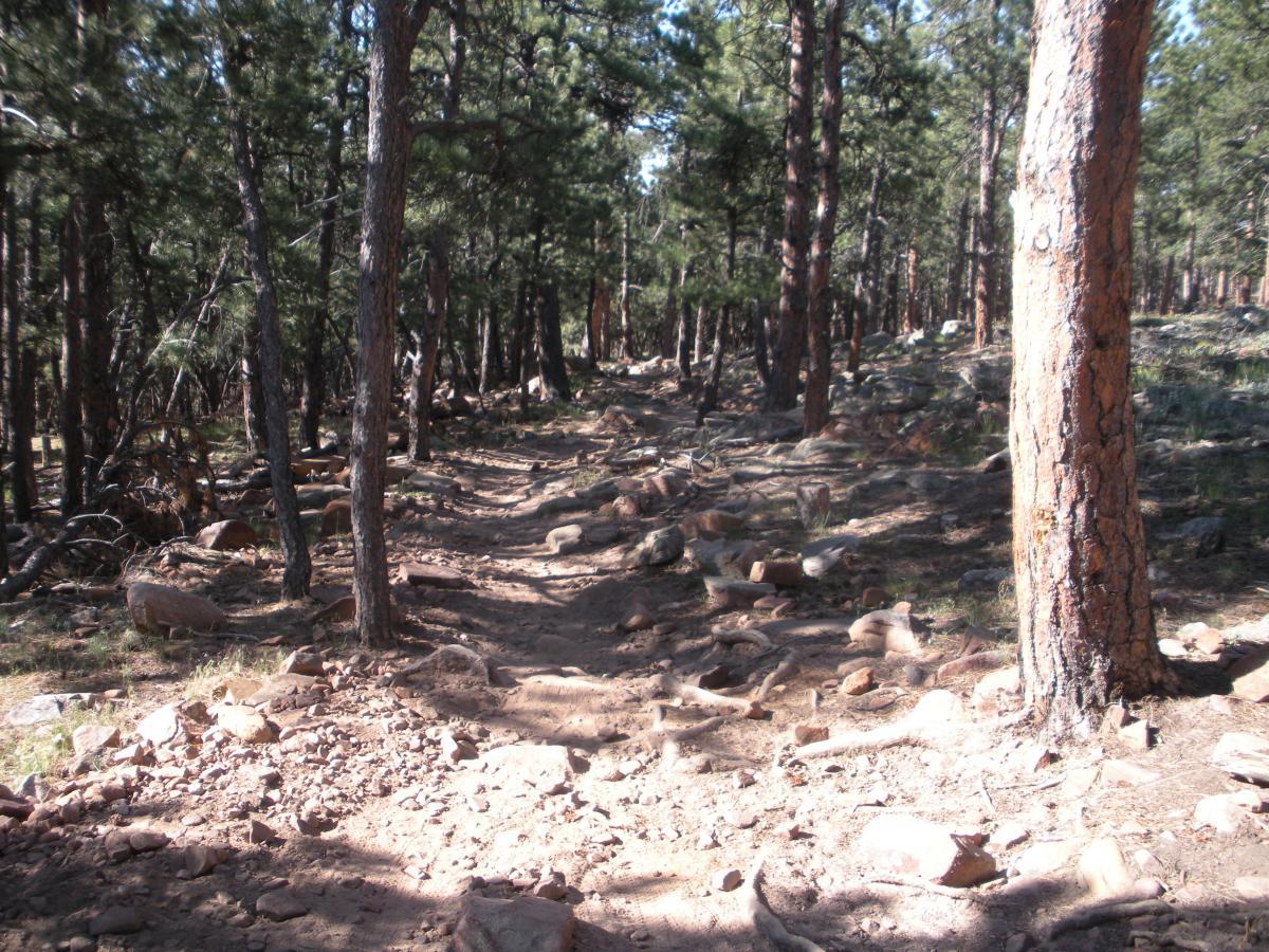 A rocky and uneven hiking trail winding through a dense forest of pine trees, with scattered stones and patches of sunlight filtering through the canopy. Heil Valley Ranch mountain bike trail.
