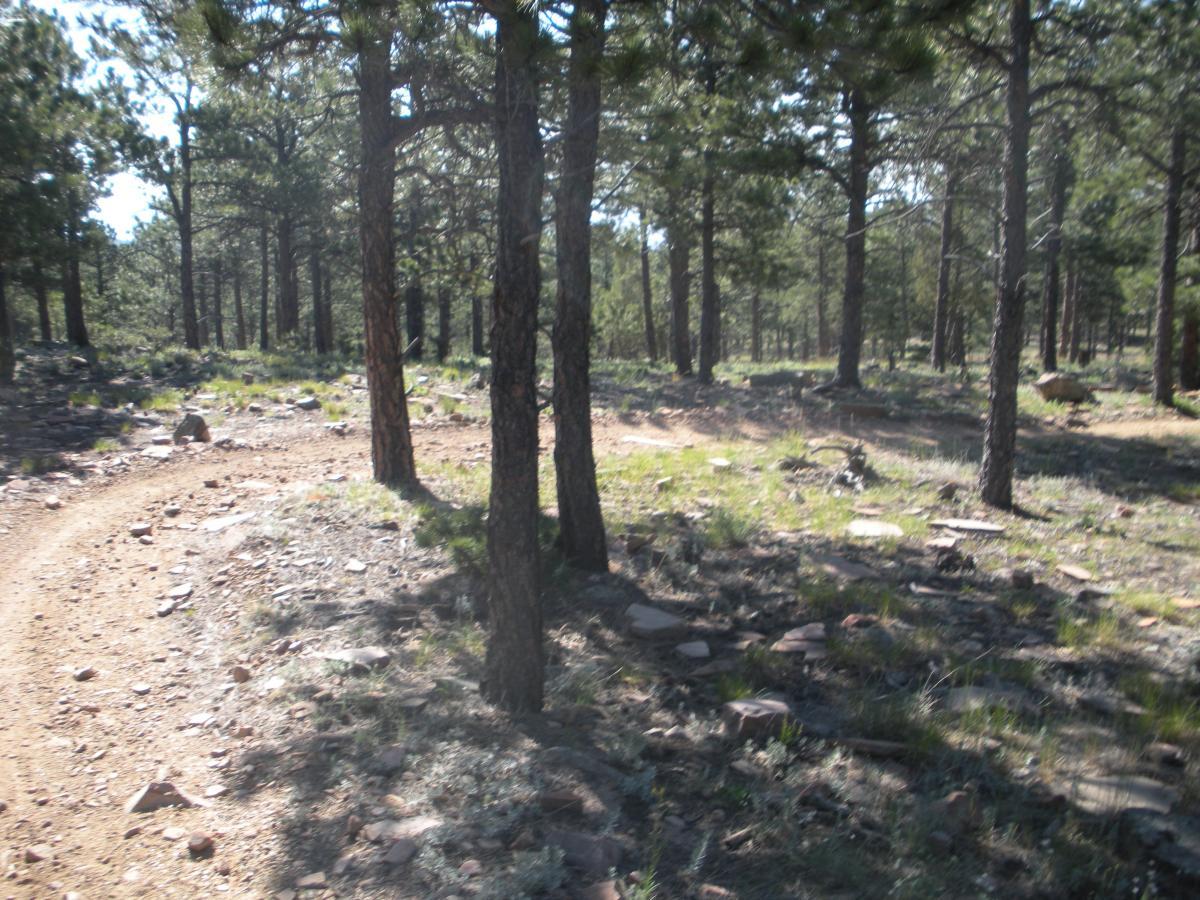 A winding dirt path surrounded by tall pine trees in a forested area, with rocky terrain and patches of green grass. The sunlight filters through the trees, creating a serene natural landscape. Heil Valley Ranch mountain bike trail.
