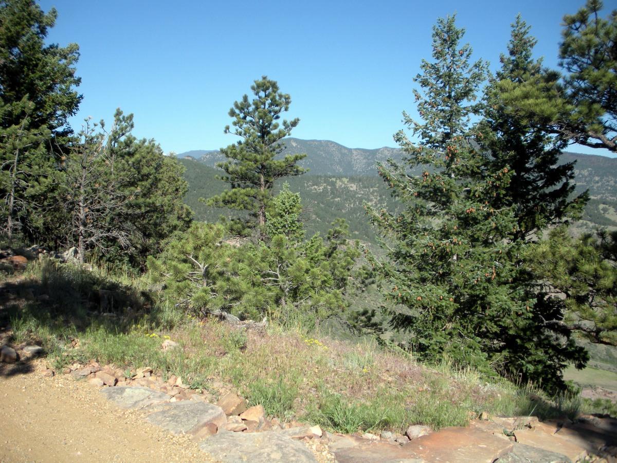 A scenic view of a mountainous landscape featuring a mix of evergreen trees and rocky terrain. The bright blue sky above contrasts with the green hills in the background, creating a tranquil outdoor atmosphere. Heil Valley Ranch mountain bike trail.