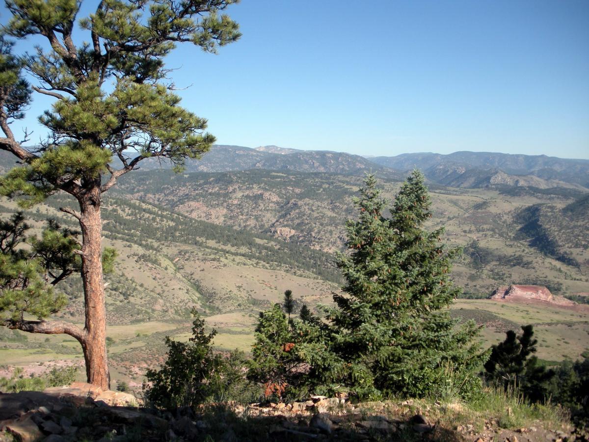 A scenic view of rolling hills and mountains under a clear blue sky, featuring a prominent pine tree in the foreground and lush greenery throughout the landscape. Heil Valley Ranch mountain bike trail.