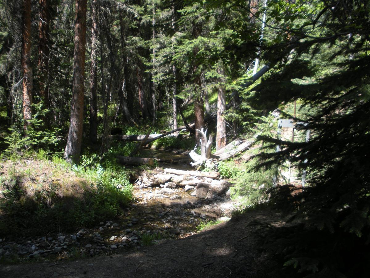A serene forest scene featuring a small stream winding through lush greenery and trees. Sunlight filters through the branches, illuminating various plants and log formations near the water's edge. The atmosphere is tranquil and natural, showcasing the beauty of the outdoors. Peaks Trail mountain bike trail.