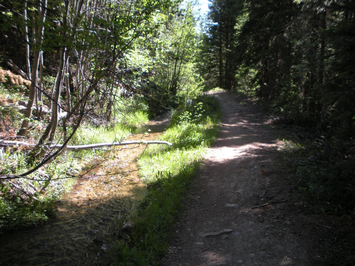 A winding dirt path alongside a shallow, clear creek, surrounded by dense greenery and trees. Sunlight filters through the leaves, creating dappled light on the ground. The scene captures a tranquil natural setting perfect for hiking or walking. Peaks Trail mountain bike trail.