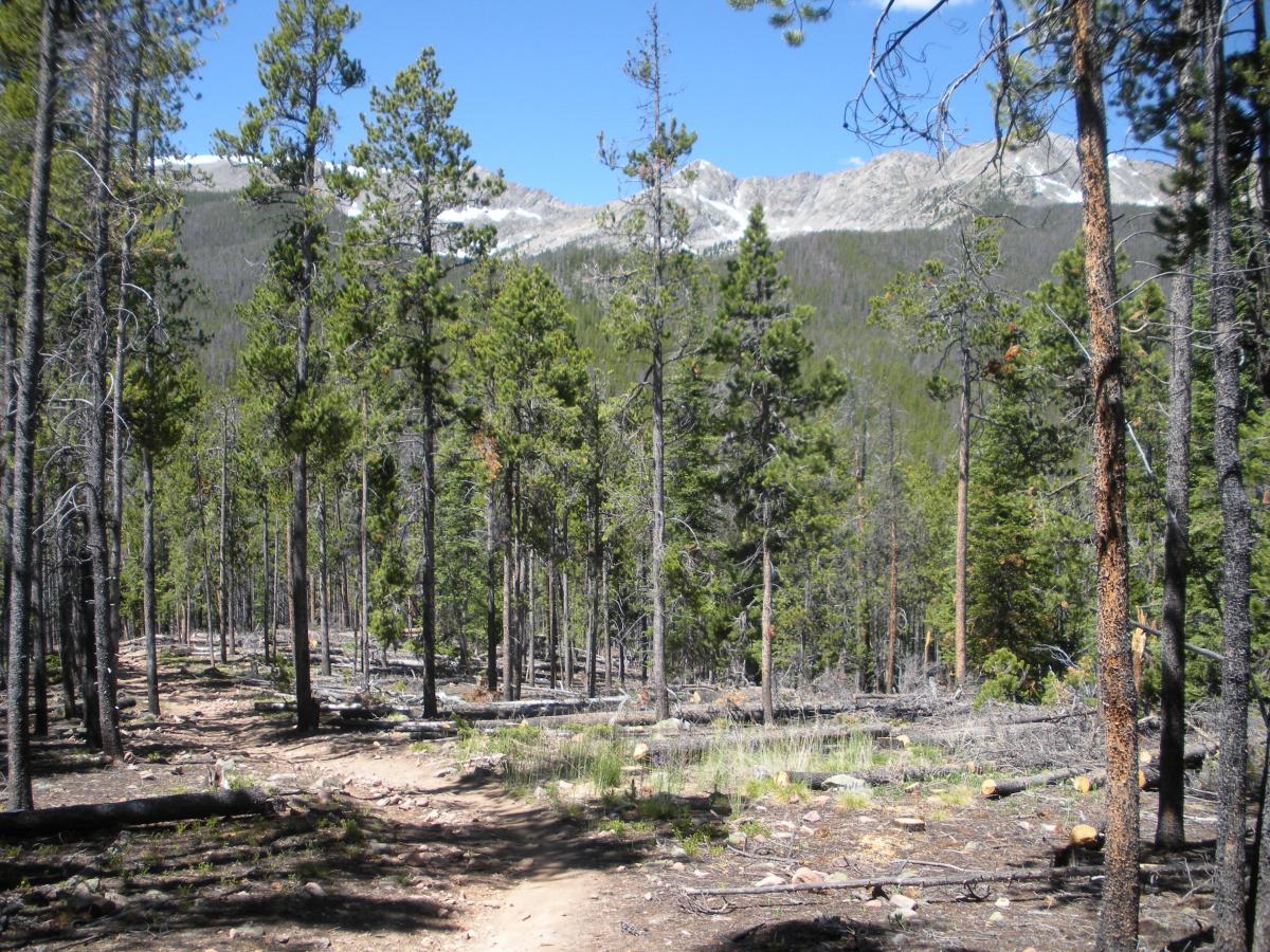 A serene forest landscape with tall pine trees lining a dirt path, leading towards a distant snow-capped mountain range under a clear blue sky. Sunlight filters through the branches, creating a peaceful atmosphere in the wilderness. Peaks Trail mountain bike trail.
