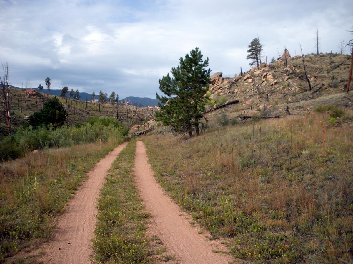 A winding dirt path leads through a grassy landscape, flanked by patches of burnt trees and rocky hills in the background under a cloudy sky. Green vegetation grows alongside the path, hinting at recovery from previous disturbances. Buffalo Creek mountain bike trail.