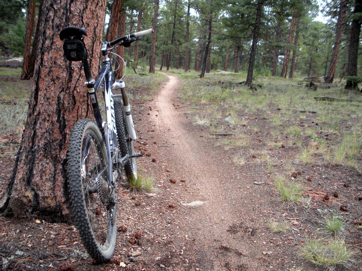 A mountain bike leaning against a tree on a dirt trail in a forested area, surrounded by pine trees and scattered pinecones. The path winds into the distance, with patches of grass and earth visible along the edges. Charlie's Cutoff mountain bike trail.