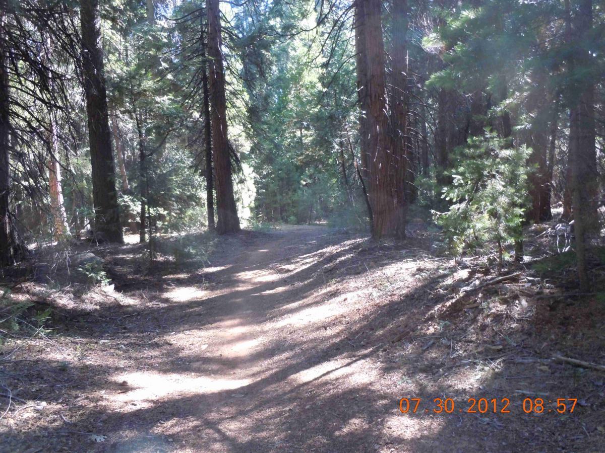 A sunlit forest path winding through tall trees, surrounded by green foliage and a soft layer of pine needles on the ground. The image features a clear blue sky visible through the treetops, suggesting a peaceful and serene outdoor environment. Sly Park mountain bike trail.