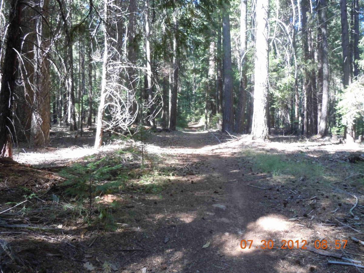 A sunlit forest trail winding through tall trees, with dappled light filtering through the foliage. The path is bordered by scattered pine needles and small plants, creating a natural, tranquil atmosphere. Sly Park mountain bike trail.