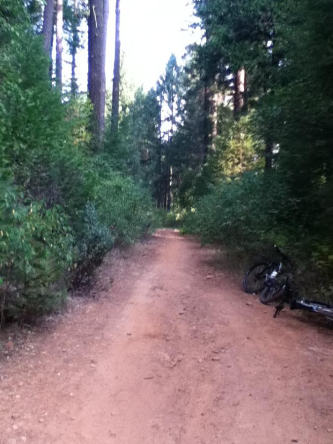 A dirt path winding through a forest, surrounded by tall trees and dense greenery. A bicycle leans against the brush on the right side of the path. The scene is illuminated by soft natural light, suggesting a peaceful outdoor setting ideal for hiking or biking. Fleming Meadows mountain bike trail.